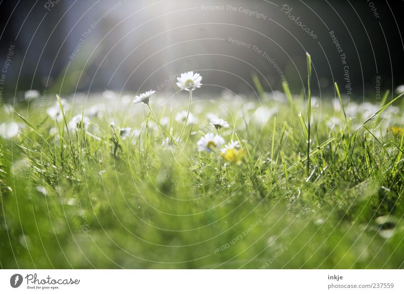 Meadow romance 1 Plant Sunlight Spring Summer Beautiful weather Grass Daisy Lawn Blossoming Illuminate Bright Natural Green White Spring fever