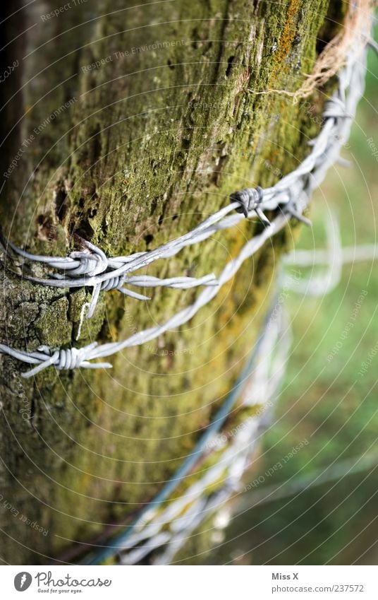 barbed wire Garden Old Thorny Decline Barbed wire Tree trunk Wood Fence post Metalware Brittle Colour photo Subdued colour Exterior shot Close-up