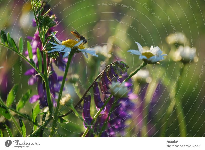 summer Landscape Plant Summer Flower Grass Wild plant Camomile blossom Chamomile Meadow Fly 1 Animal Natural Yellow Green Violet White Joie de vivre (Vitality)