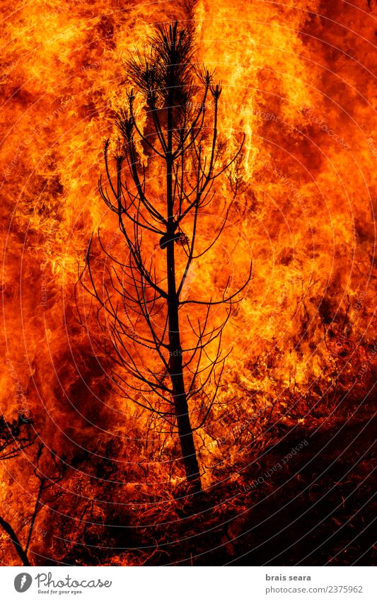 Forest fire Agriculture Forestry Environment Nature Landscape Fire Climate change Wind Tree Hot Natural Wild Orange Red Black Sadness Fear Horror Dangerous