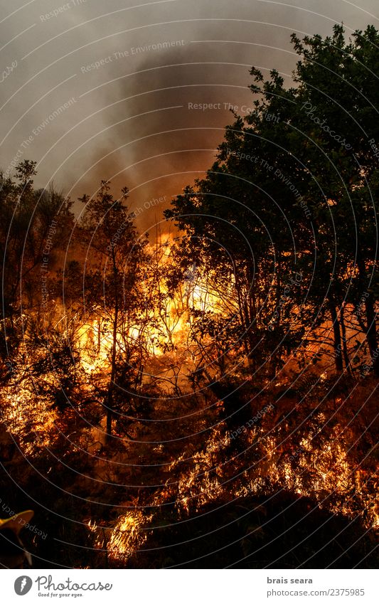 Forest fire Agriculture Forestry Environment Nature Landscape Fire Climate change Wind Tree Hot Natural Wild Orange Red Black Sadness Fear Horror Dangerous