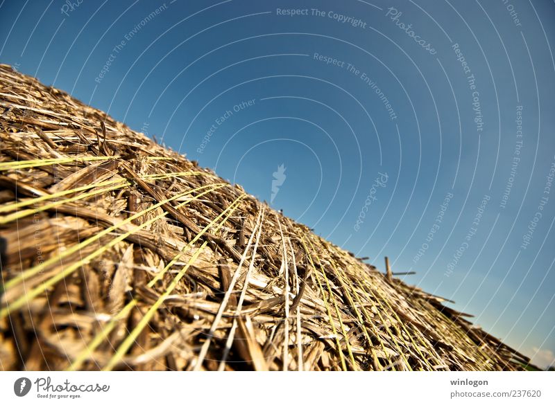 straw Straw Agriculture Germany Land Feature Work and employment Gardening Economy Forestry Field Harvest Harvest hay Country life Country art Village Idyll Art