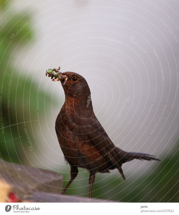 dinner Nature Animal Wild animal Bird 1 Looking Free Feeding Worm Protein Insect larva Blackbird Colour photo Exterior shot Close-up Deserted Copy Space right