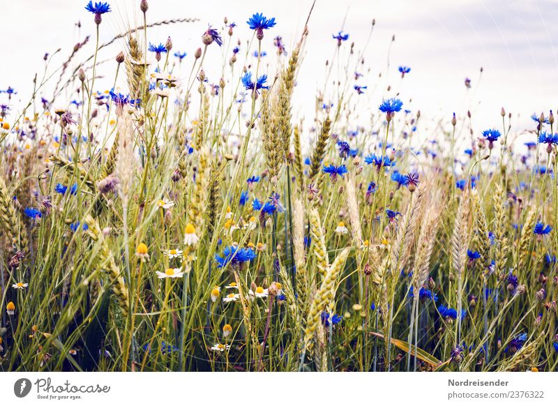 Cornflowers in the field Food Organic produce Agriculture Forestry Nature Landscape Plant Summer Autumn Flower Blossom Agricultural crop Wild plant Field