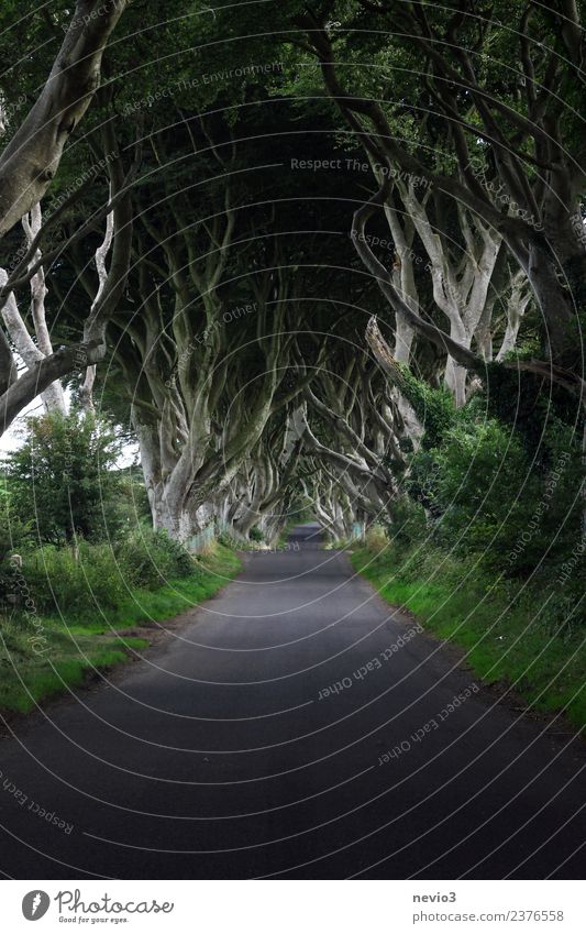 The Dark Hedges in Northern Ireland Environment Nature Landscape Spring Plant Tree Bushes Foliage plant Agricultural crop Forest Street Lanes & trails
