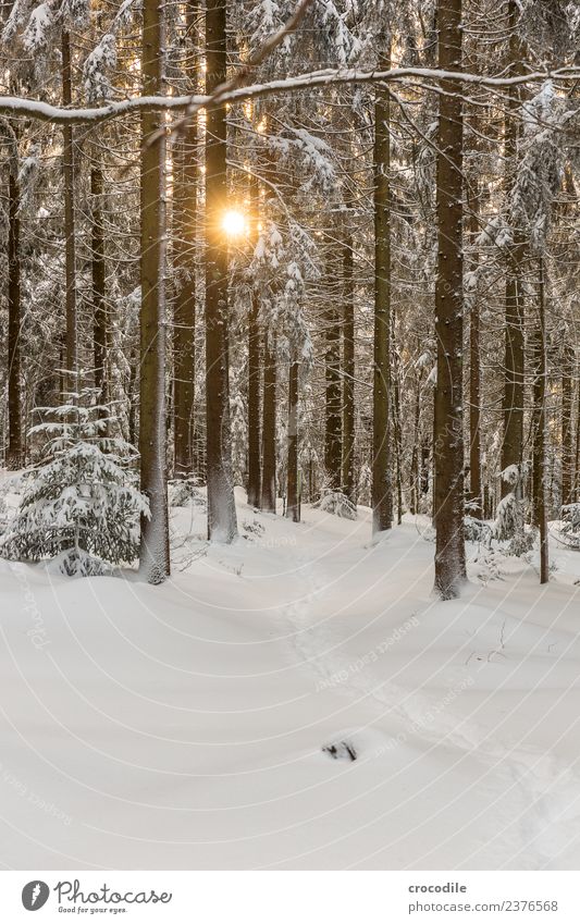 the way II Winter forest Snowscape Colour photo Spruce Forest Bavarian Forest Back-light Sun Sunset Cold Tracks Calm White Branch Brown Snow shoes Hiking