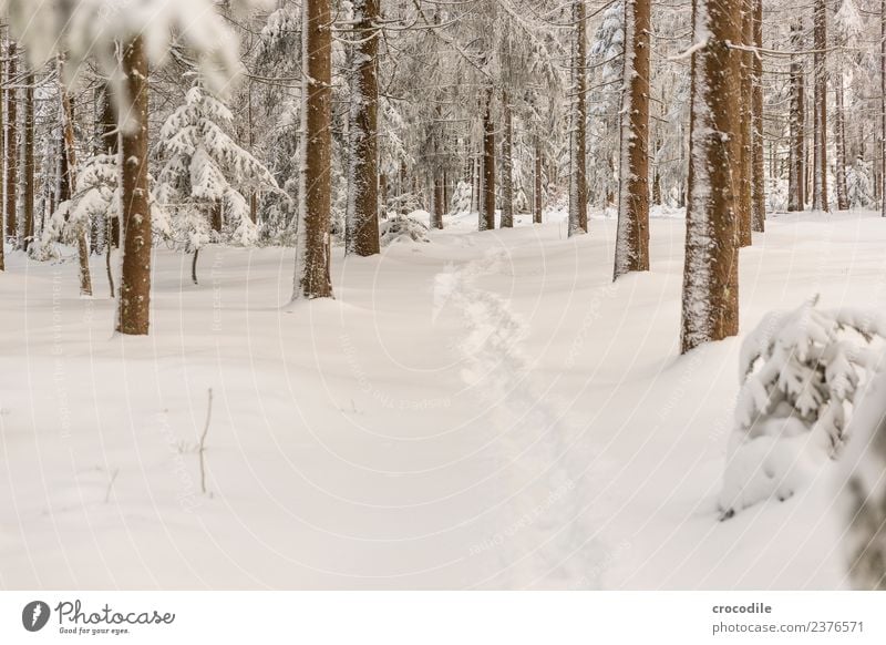 The Path III Winter forest Snowscape Colour photo Spruce Forest Bavarian Forest Cold Tracks Calm White Branch Brown Snow shoes Hiking Walking Deserted Peaceful