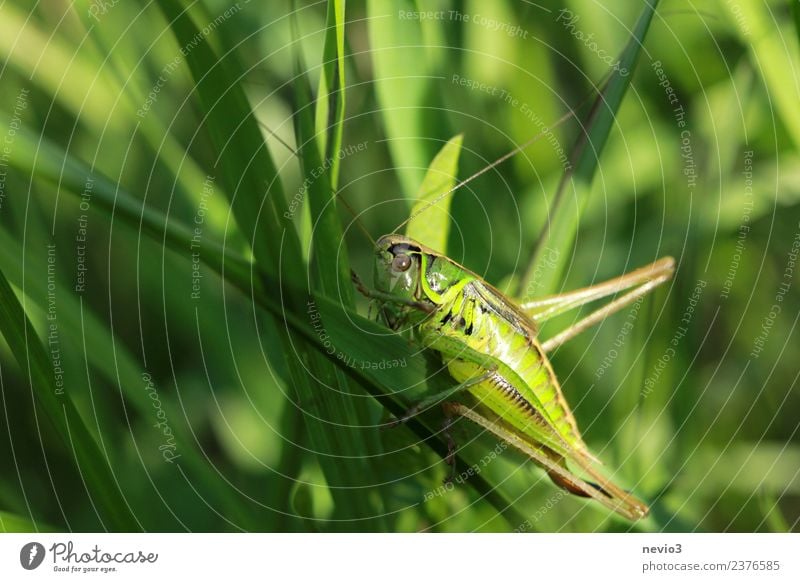 Grasshopper on a blade of grass Environment Nature Plant Animal Bushes Leaf Foliage plant Agricultural crop Wild plant Garden Park Meadow Field Wild animal