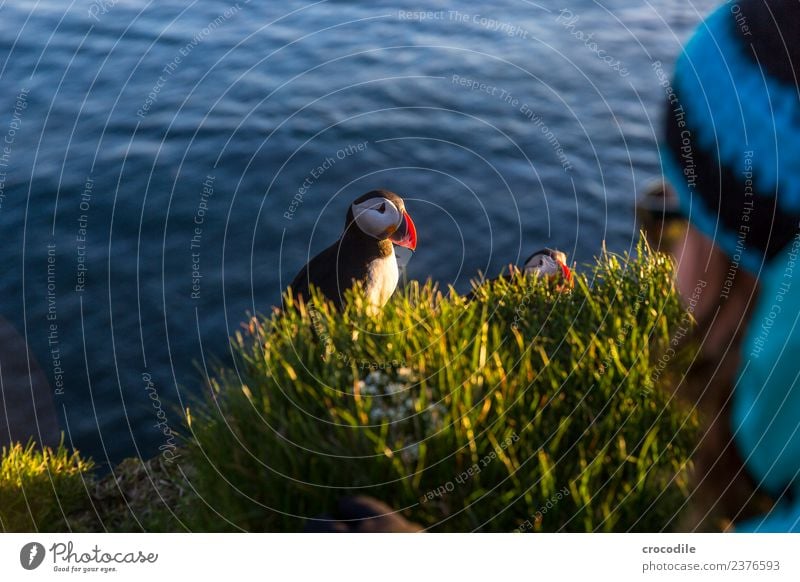 Puffin X látrabjarg Bird Back-light Midnight sun Iceland Cliff Rock Cute Orange Shallow depth of field Canyon Edge Feather Beak Ocean Atlantic Ocean Westfjord