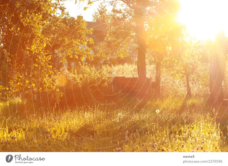 Light-flooded garden at sunrise Environment Nature Landscape Summer Plant Tree Flower Grass Bushes Blossom Foliage plant Agricultural crop Garden Yellow Gold