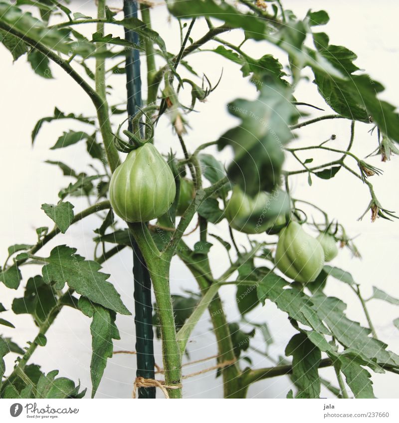 tomatoes Food Vegetable Tomato Organic produce Vegetarian diet Agriculture Forestry Plant Agricultural crop Garden Growth Healthy Delicious Green White Immature
