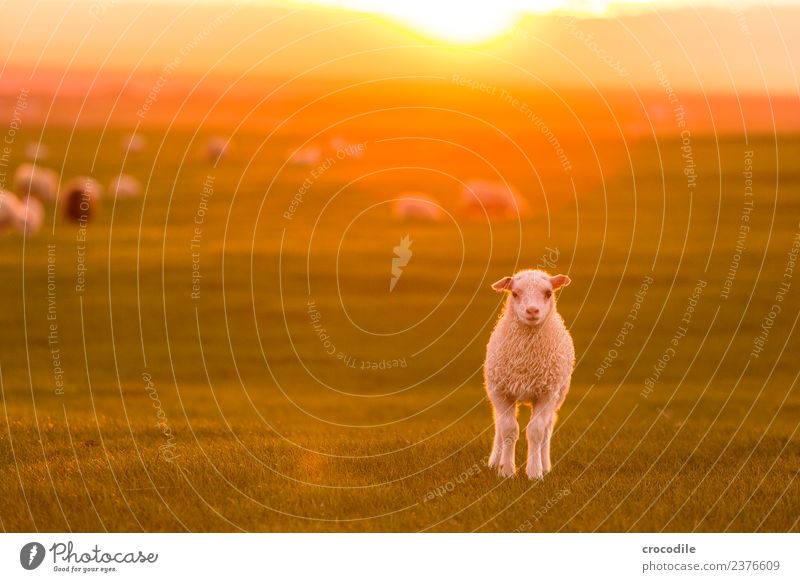 mowing Animal Sheep Lamb Herd Baby animal Animal family Serene Colour photo Subdued colour Exterior shot Twilight Light Contrast Sunrise Sunset Back-light