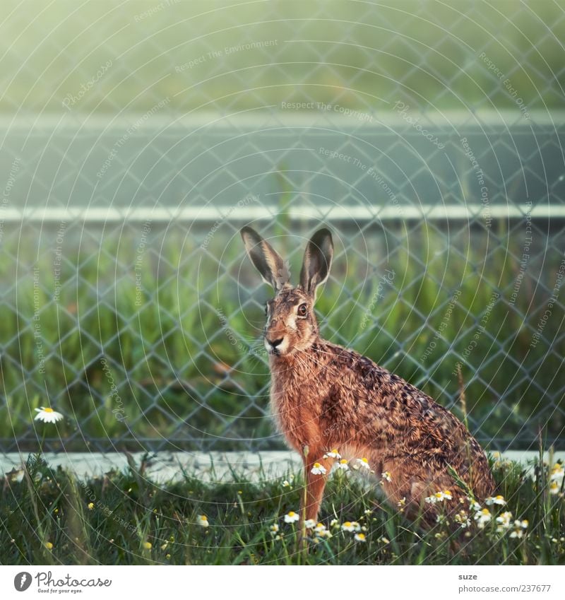 My name is Hase ... Easter Environment Nature Animal Meadow Wild animal Animal face 1 Exceptional Beautiful Natural Cute Brown Green Curiosity Fence
