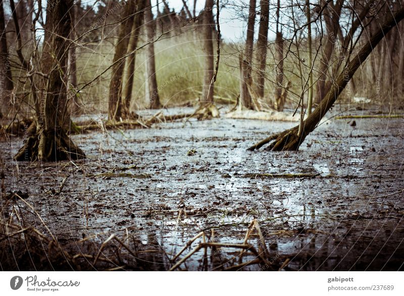 Forest under water Environment Nature Landscape Plant Elements Earth Water Climate change Storm Rain Tree Bushes Virgin forest Bog Marsh Rich pasture