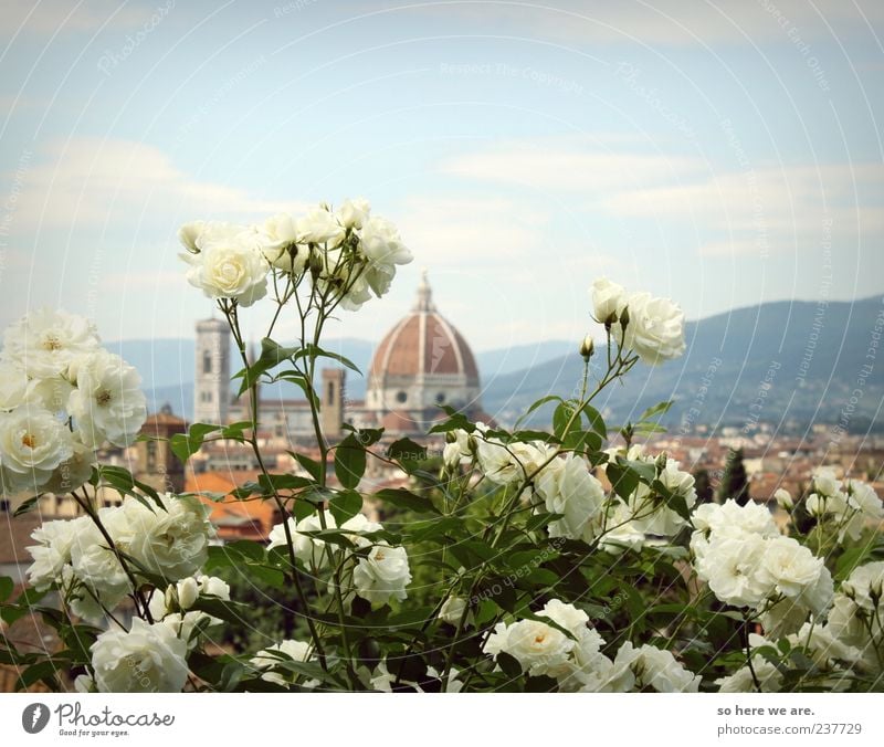 firenze florence rosa rose Plant Sky Spring Summer Beautiful weather Rose Town Skyline Dome Tourist Attraction Landmark Far-off places Infinity Historic Tall