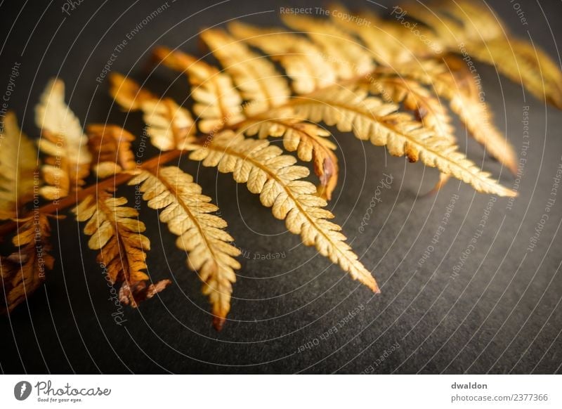 Studio recording (macro) of a fern (autumnal) Nature Plant Bushes Leaf Foliage plant Esthetic Exceptional Dark Simple Uniqueness Soft Brown Moody Calm Fern