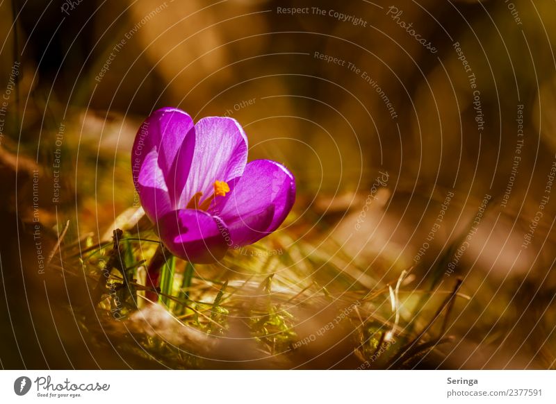 Crocus in the sunshine Environment Nature Landscape Plant Animal Sun Spring Flower Grass Moss Agricultural crop Wild plant Garden Park Meadow Forest Blossoming