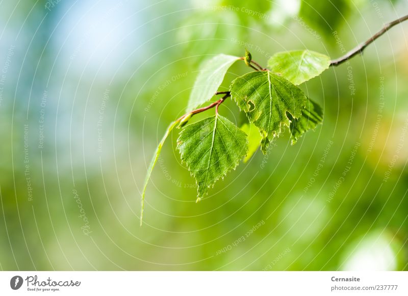 Simple Green Sunlight Spring Plant Tree Leaf Esthetic Authentic Fresh Beautiful Near New Wild Soft Blue Blur Birch leaves Birch tree Europe Sweden Branch