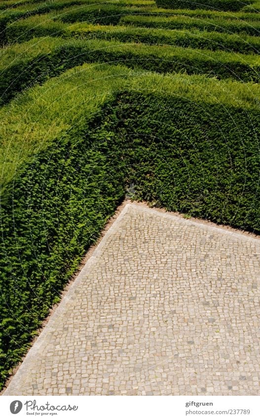 no way out Nature Plant Bushes Leaf Foliage plant Exceptional Green Complex Testing & Control Distress Hedge Maze Labyrinth Horticulture Landscaping