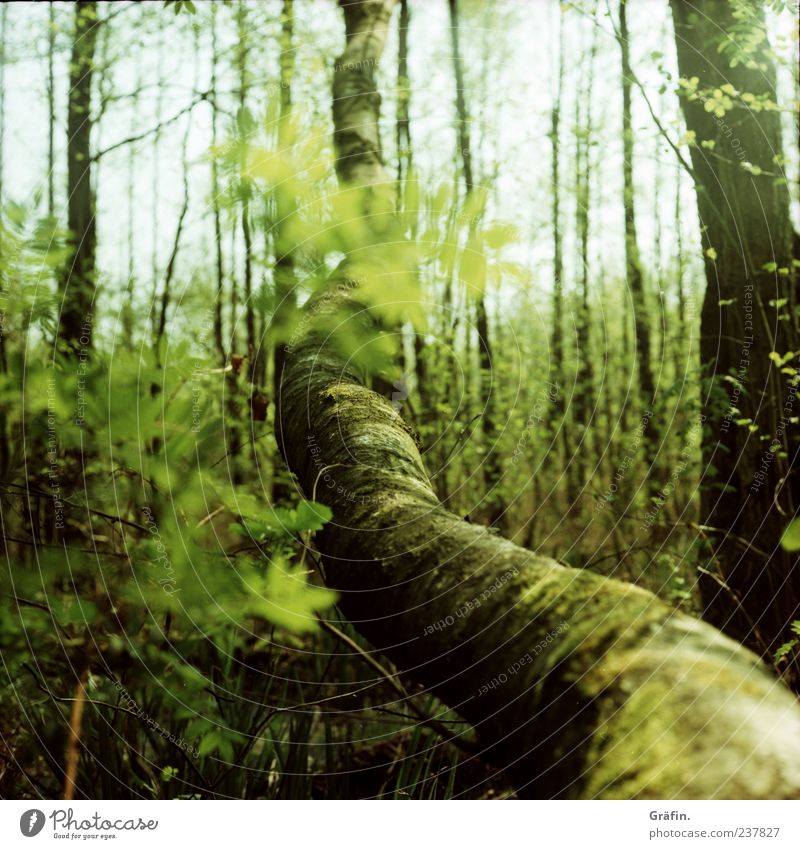 In the moor Spring Tree Bushes Moss Leaf Forest Blossoming Growth Large Green Loneliness Climate Environment Change Colour photo Exterior shot Deserted Day