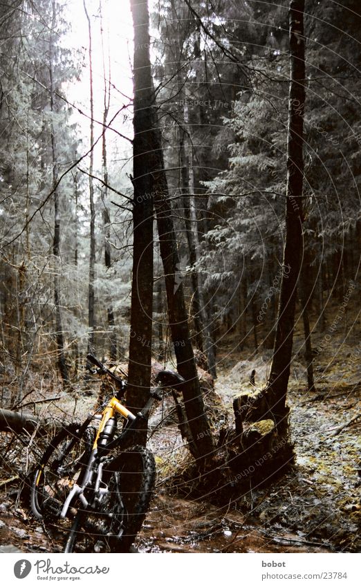 The goat in the forest (II) Mountain bike Bicycle Forest Leaf Wood Tree bark Perspire Endurance Suspension Transport disc brakes uphill downhill X-trial