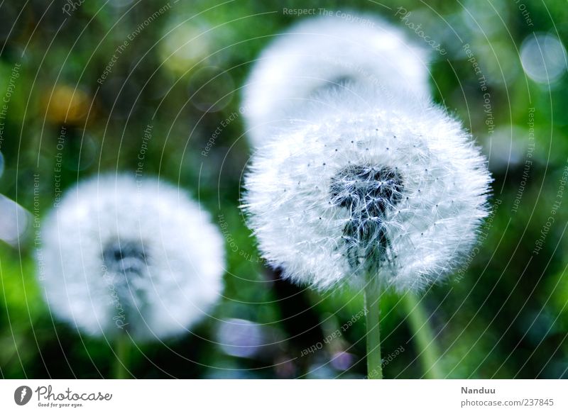 --•• Plant Soft Dandelion Round Meadow Seed Depth of field Nature Natural Natural color Deserted Copy Space left Copy Space top Colour photo Day
