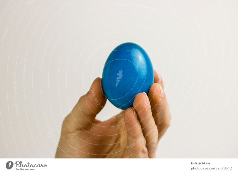 Blue chicken egg Food Nutrition Man Adults Hand Fingers To hold on Egg Hen's egg Easter egg Fertile Indicate Round Interior shot Studio shot Close-up