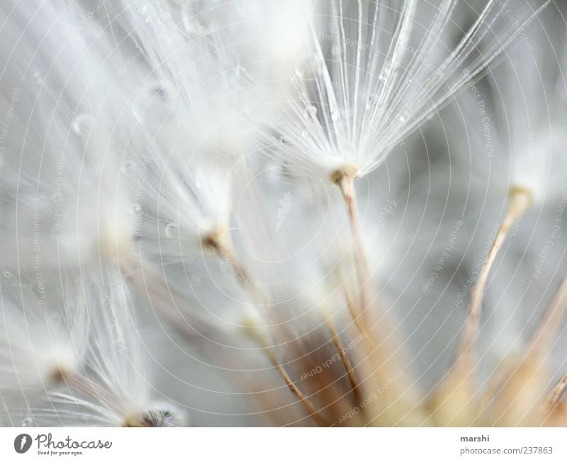 compartments Plant Soft Brown White Blur Macro (Extreme close-up) Detail Dandelion Drops of water Colour photo Seed Pollen Copy Space top Copy Space left