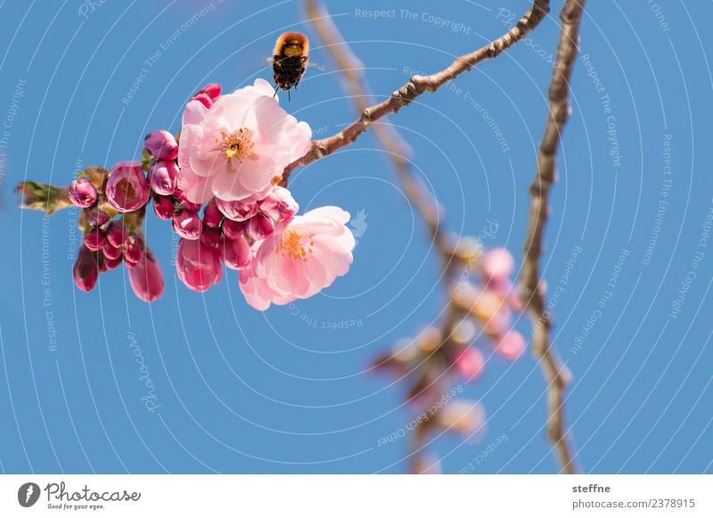 Magical Sakura Cherry Blossoms Floral Planet by Creative Sprinkle