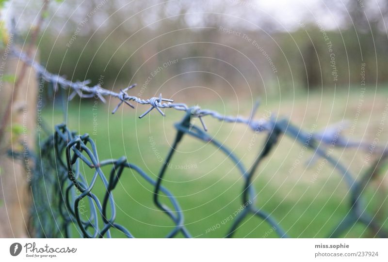 XXX Nature Grass Garden Sharp-edged Point Thorny Green Fence Barbed wire Barbed wire fence Barrier Border Wire Detail Copy Space right Copy Space top
