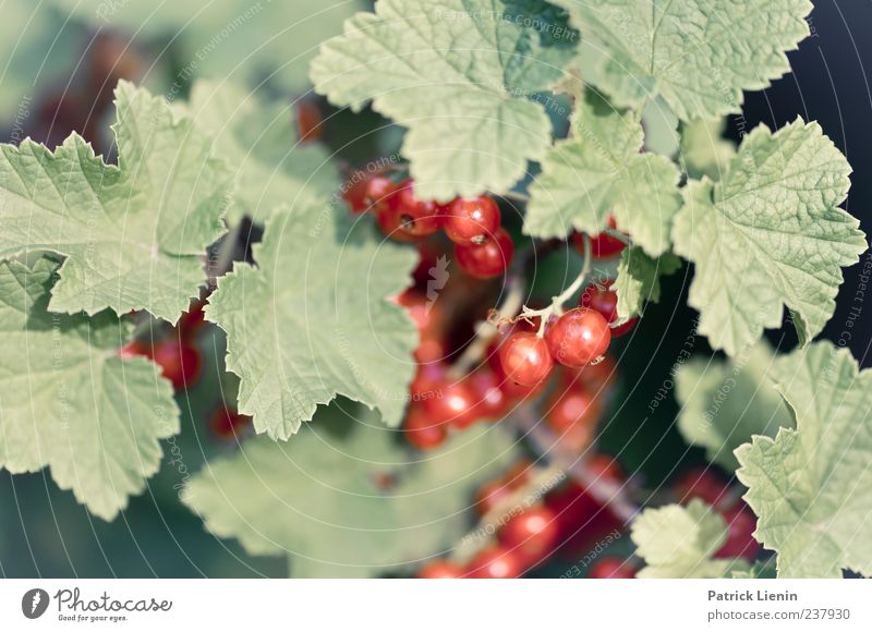 Red Currants Food Fruit Organic produce Healthy Environment Nature Plant Spring Summer Bushes Agricultural crop Wild plant Garden To enjoy Green Power