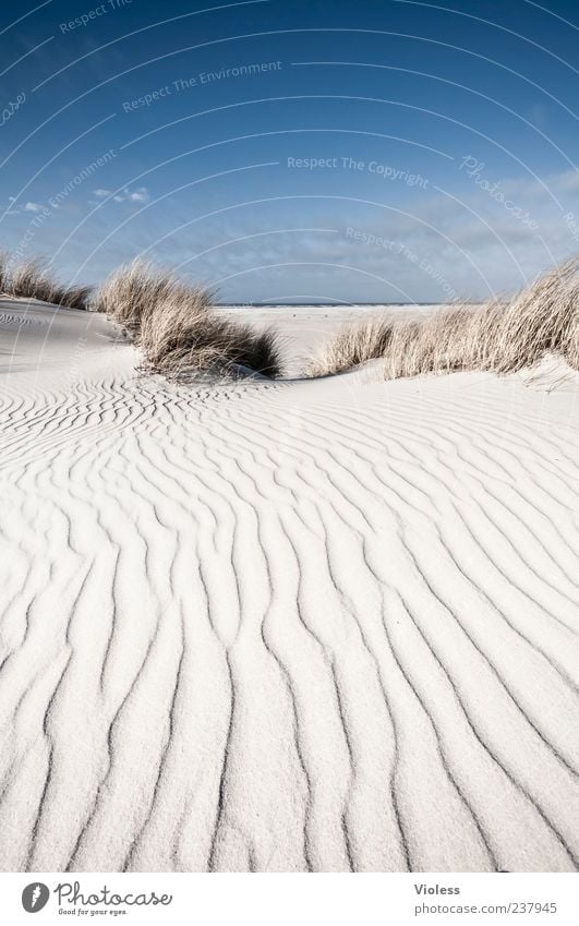 Spiekeroog. ...dunewaves. Nature Landscape Sky Coast Beach North Sea Sand Relaxation Marram grass Dune Structures and shapes Vacation & Travel Colour photo