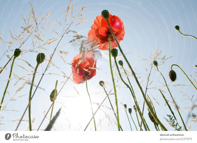 I was lying in the meadow again. Nature Plant Sky Cloudless sky Sun Summer Beautiful weather Flower Grass Leaf Blossom Wild plant Meadow Blue Red Poppy