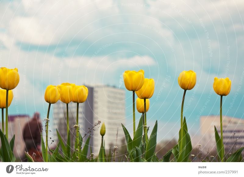 Second Spring Fragrance Summer House (Residential Structure) Environment Nature Landscape Plant Sky Clouds Climate Beautiful weather Flower Tulip Town High-rise