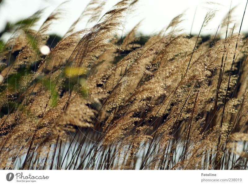 At the lake Environment Nature Landscape Plant Elements Water Sky Cloudless sky Summer Lakeside Bright Near Natural Common Reed Colour photo Multicoloured