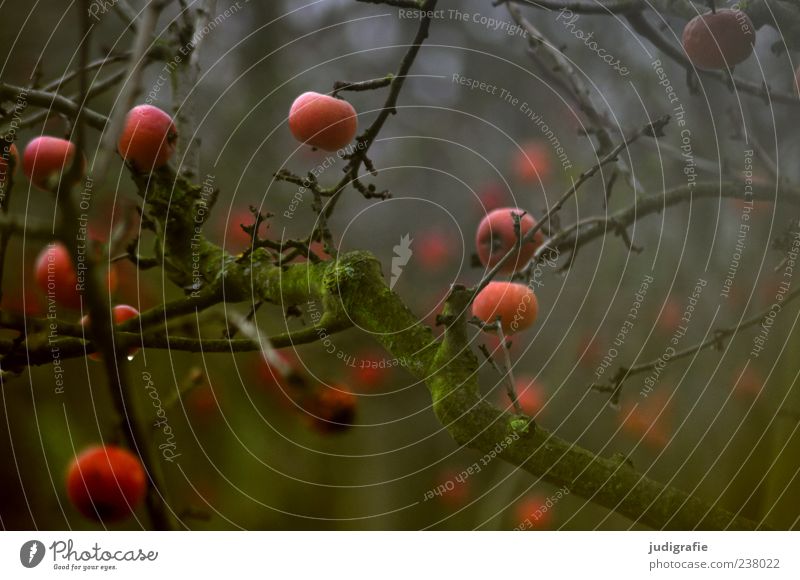 winter apples Apple Environment Nature Plant Tree Garden Hang To dry up Growth Dark Natural Moody Fruit Forget Colour photo Subdued colour Exterior shot Blur