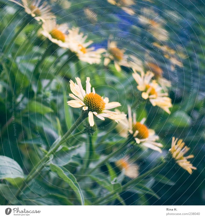 margarites Nature Plant Summer Flower Blossom Blossoming Multicoloured Summerflower Square Colour photo Exterior shot Deserted Sunlight Shallow depth of field