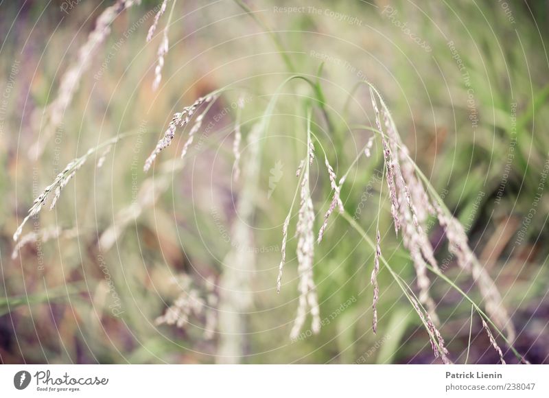 grass whispering Environment Nature Plant Grass Blossom Foliage plant Wild plant Meadow Colour photo Exterior shot Close-up Detail Day Light Blur