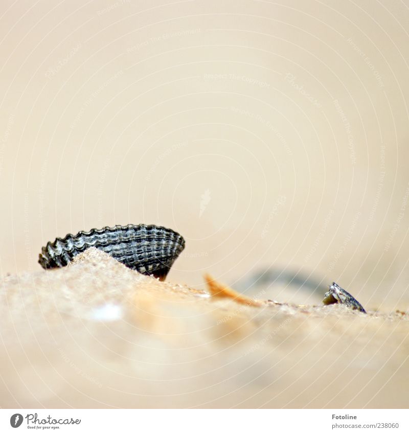 Spiekeroog Hidden Beauty. Environment Nature Animal Elements Sand Summer Coast Beach Wild animal Mussel Bright Natural Cockle Colour photo Multicoloured