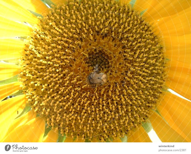 sunflower Yellow Flower Sunflower Bumble bee Blossom Summer
