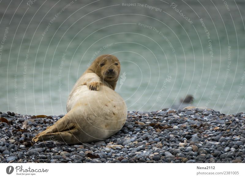 Seasons finally belly free! Environment Nature Animal Coast Beach Bay North Sea Baltic Sea 1 Baby animal Relaxation Lie Wait Helgoland Seals Wild Seal cub