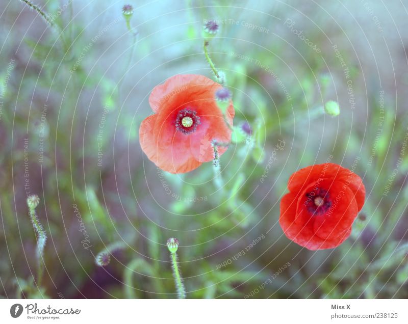 Painted Plant Summer Leaf Blossom Wild plant Blossoming Growth Red Poppy Poppy blossom Poppy capsule Colour photo Exterior shot Deserted Shallow depth of field
