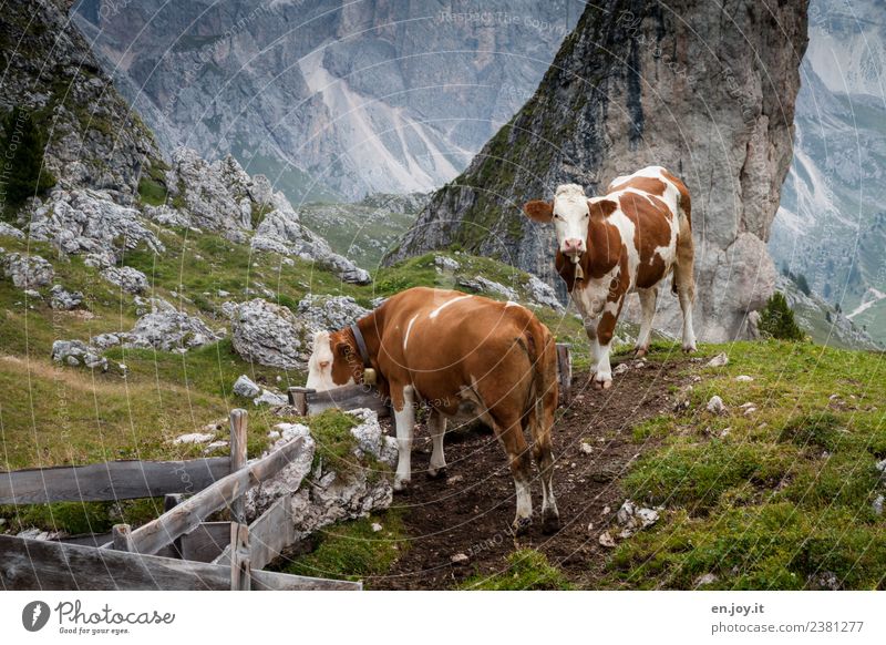 two Well-being Contentment Vacation & Travel Trip Summer Summer vacation Mountain Hiking Nature Landscape Meadow Hill Rock Alps Dolomites Pasture Alpine pasture