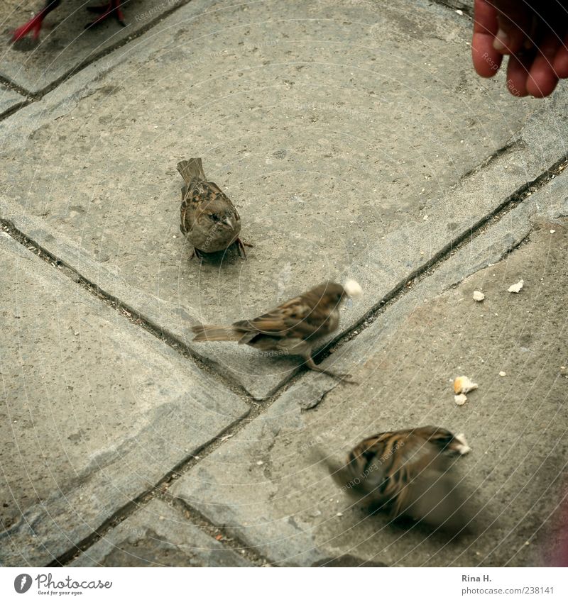 Sparrows of Venice Bird 3 Animal To feed Feeding Hand Pavement Square Exterior shot Bird's-eye view Breadcrumbs Motion blur Fingers Judder