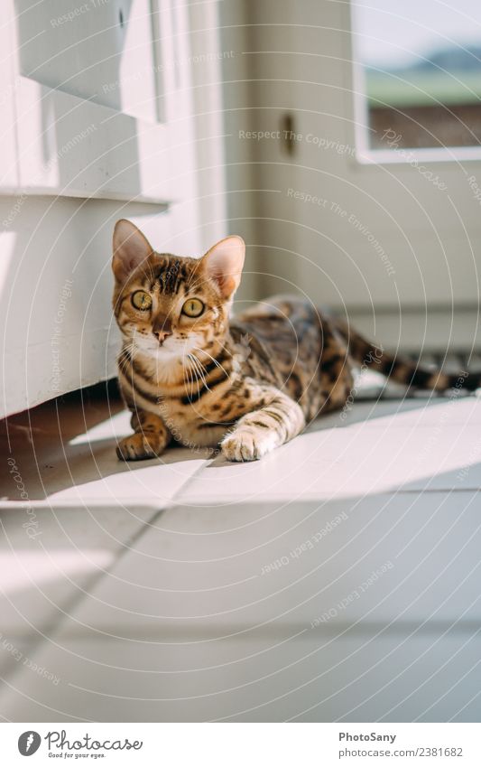 Bengal Cat Pet 1 Animal To enjoy Beautiful Small Thin Brown Gold Black Domestic cat Honey Sunbathing Colour photo Interior shot Deserted Copy Space top