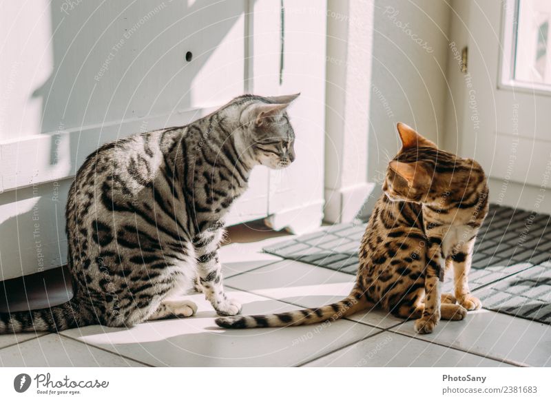 My two Bengals Animal Pet Cat Domestic cat 2 Observe Bright Warmth Brown Gold Gray Black Silver Coat color Playing Colour photo Interior shot Deserted