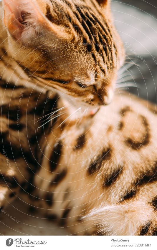 The Bengal Animal Pet Cat Domestic cat 1 Bright Clean Brown Black Elegant Personal hygiene Pattern Pelt Coat care Coat color Colour photo Interior shot Deserted