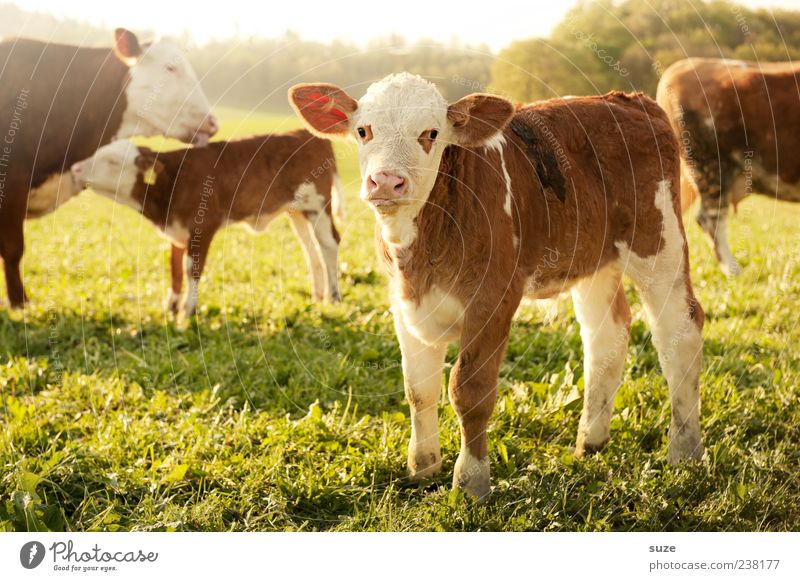 bulli Food Healthy Eating Agriculture Forestry Environment Nature Animal Meadow Field Farm animal Animal face 1 Group of animals Baby animal Animal family Small