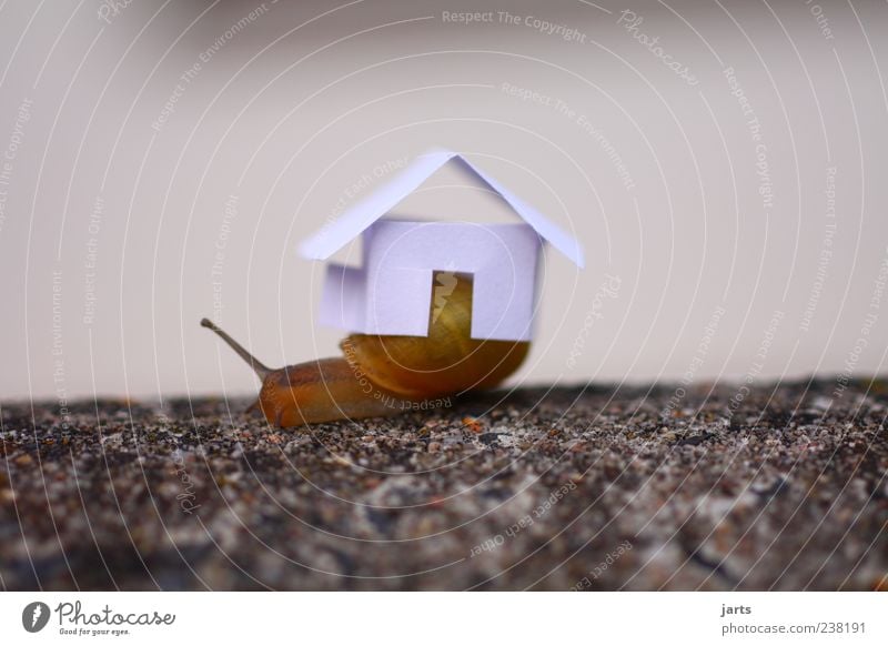 snail shell House (Residential Structure) Detached house Animal Wild animal Snail 1 Carrying Living or residing Life Colour photo Exterior shot Close-up
