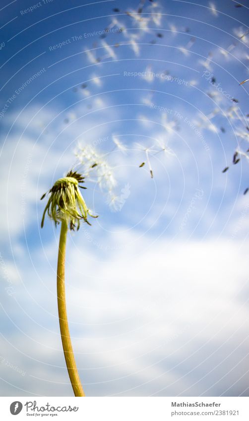 blown away Garden Environment Nature Plant Sky Clouds Sun Spring Summer Grass Blossom Foliage plant Wild plant Dandelion Meadow Old Movement Blossoming Flying